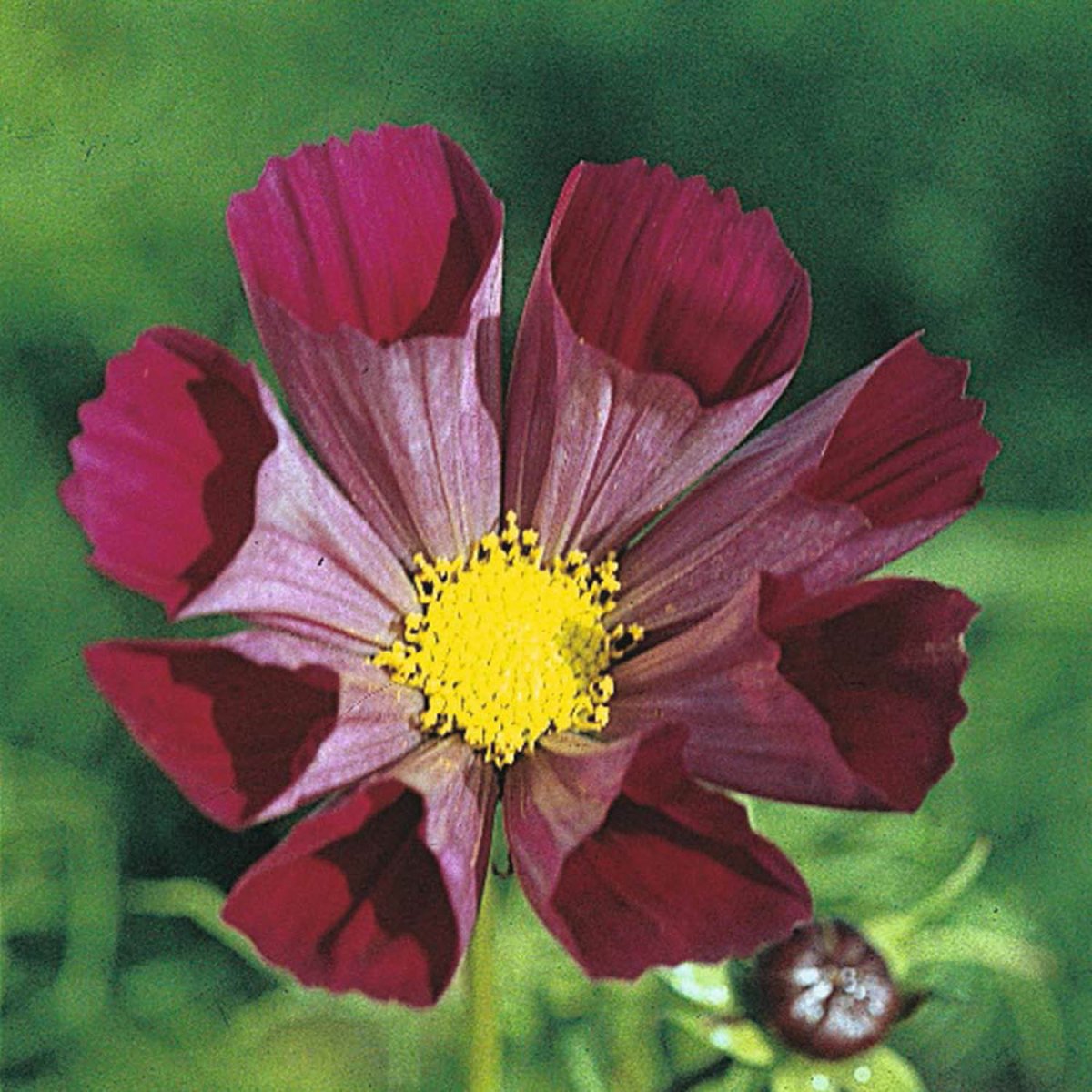 Stolt Kavaler Pied Piper Red Cosmos Bipinnatus Prydhaven Albinus Fr