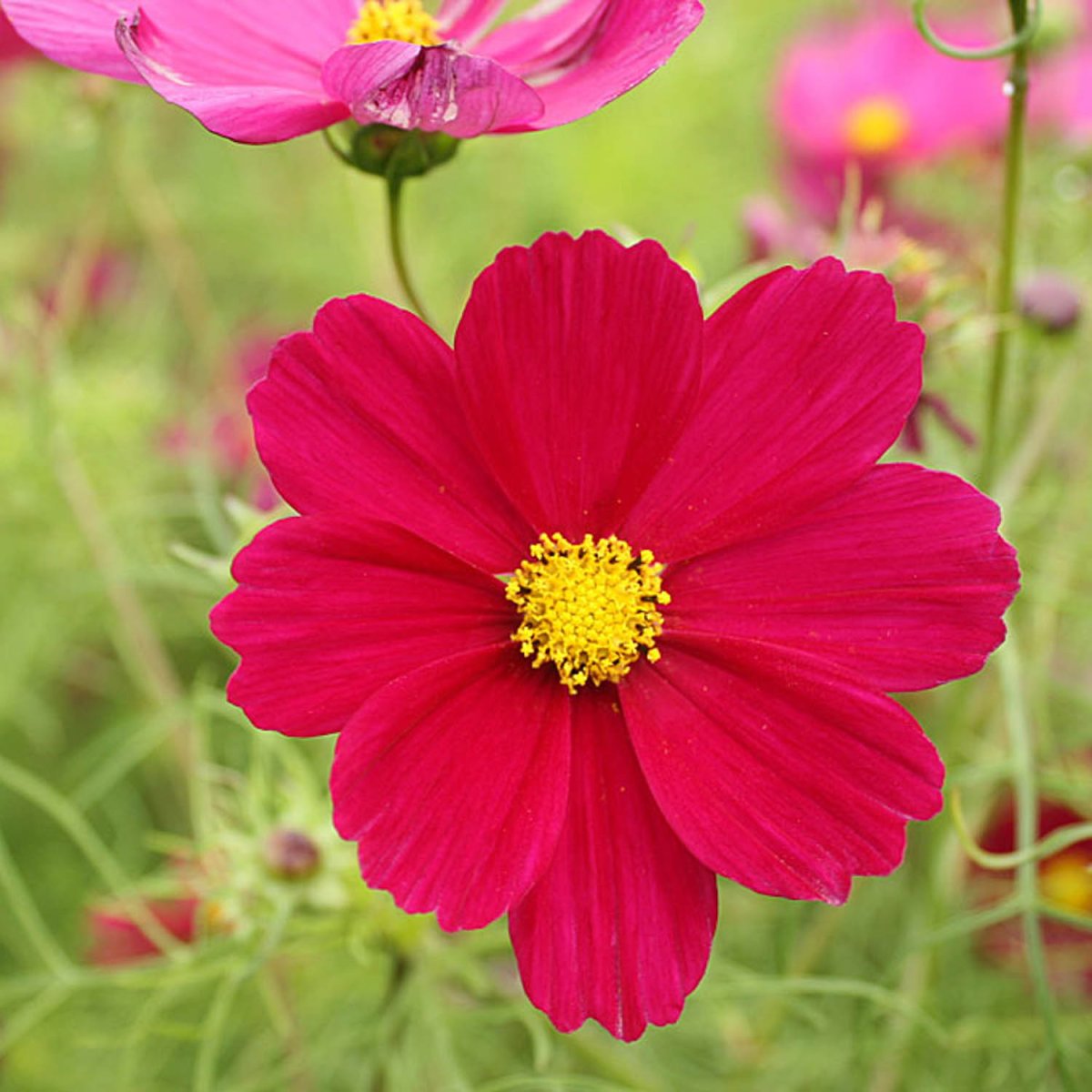 Stolt kavaler Red Dazzler Cosmos bipinnatus Prydhaven Albinus Frø