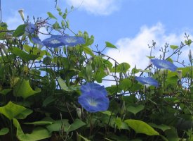 Klatre- & slyngplanter