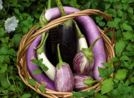 Auberginer