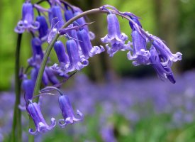 Løg- og knoldplanter