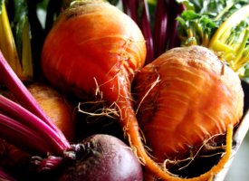 Rødbeder & bladbeder