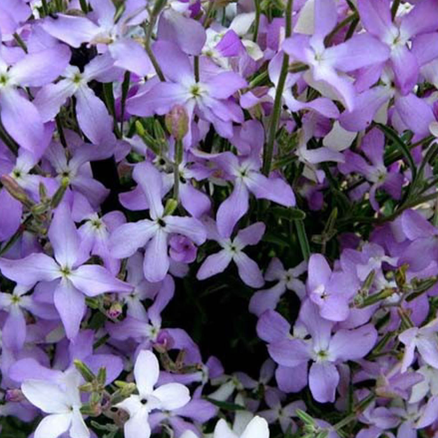 Levkøj, Nat- Matthiola longipetala subsp. Bicornis - Prydhaven ...