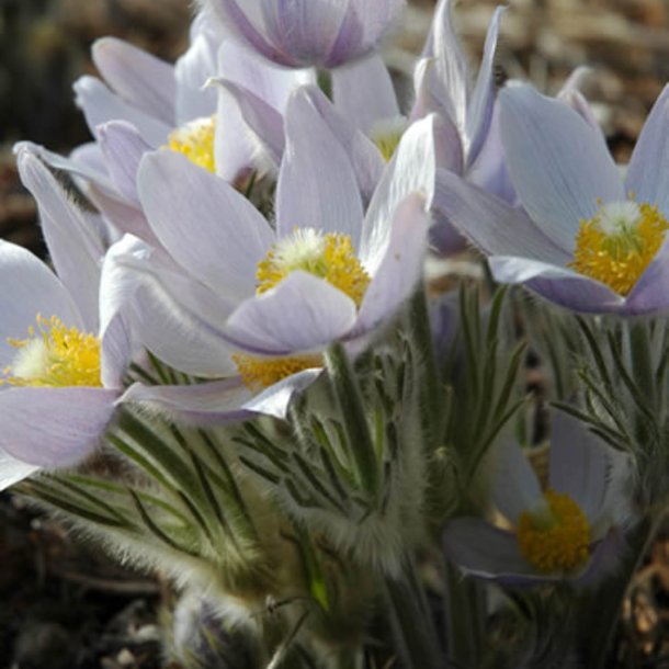 Kobjlde, ben <br>'Wolfgangiana' <br><i>Pulsatilla patens</i>