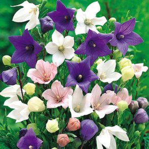 Ballonklokke <br>'Mix' <br><i>Platycodon grandiflorus</i>