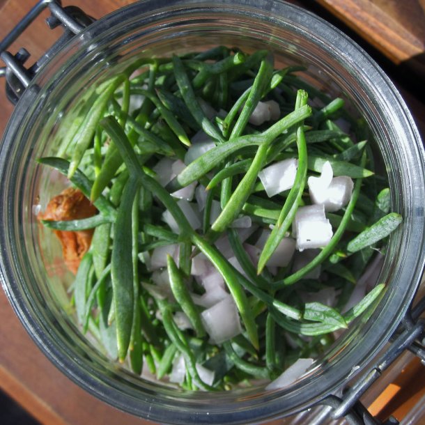 Fennikel, Strand-, <br>rock samphire, paccasassi <br><i>Crithmum maritimum </i>