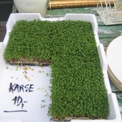 Karse <br><i>Lepidium sativum </i><br><br>