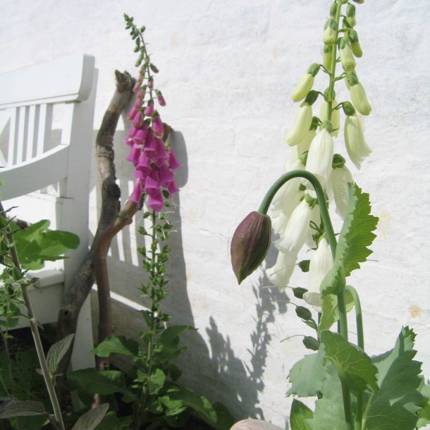 Valmue, Opiums-, <br>lyserd <br><i>Papaver somniferum </i>