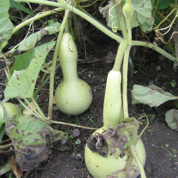 Kalabas, <br>flaskegrskar <br><i>Lagenaria siceraria</i>