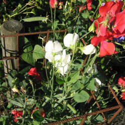 Klatreplanter <br>'Mix' <br><i>Storkb</i>