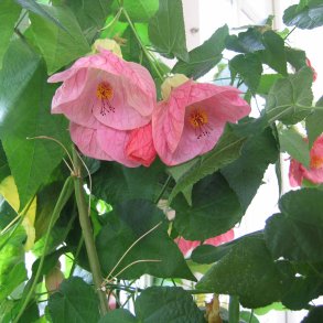 Klokketr <br>'Mix' <br><i>Abutilon hybridum </i>