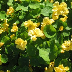 Tallerkensmkker <br>'Milkmaid'<br><i>Tropaeolum majus</i>