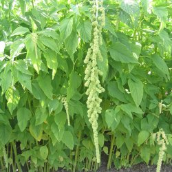 Amarant, Rvehale- <br>'Green Cascade'<br><i>Amaranthus caudatus</i>