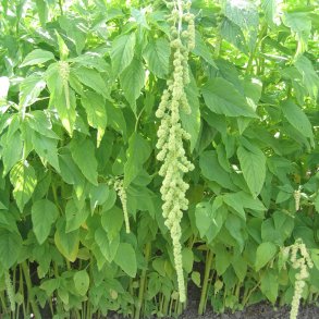 Amarant, Rvehale- <br>'Green Cascade'<br><i>Amaranthus caudatus</i>