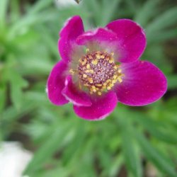 Anemone <br>'Annabella Deep Rose' <br><i>Anemone multifida </i>