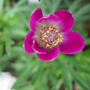 Anemone <br>'Annabella Deep Rose' <br><i>Anemone multifida </i>