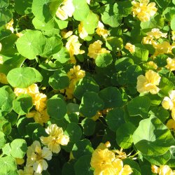 Tallerkensmkker <br>'Milkmaid'<br><i>Tropaeolum majus</i>