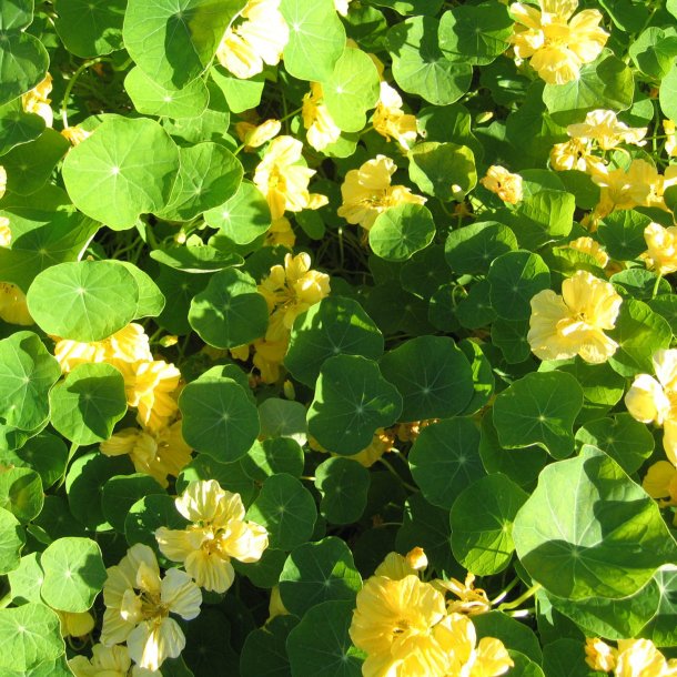Tallerkensmkker <br>'Milkmaid'<br><i>Tropaeolum majus</i>