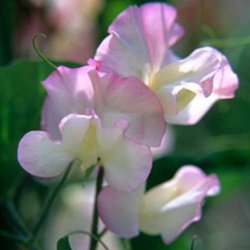 Lathyrus, rteblomst <br>'Spencer Frolic' <br><i>Lathyrus odoratus</i>