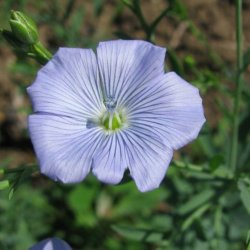 Hr, <br>Almindelig <br><i>Linum usitatissimum </i>