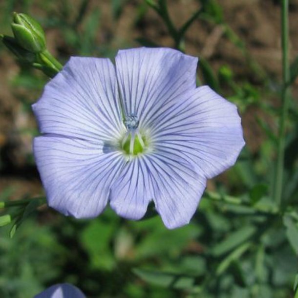 Hr, <br>Almindelig <br><i>Linum usitatissimum </i>