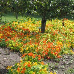 Tallerkensmkker <br>'Mix'<br><i>Tropaeolum majus </i>