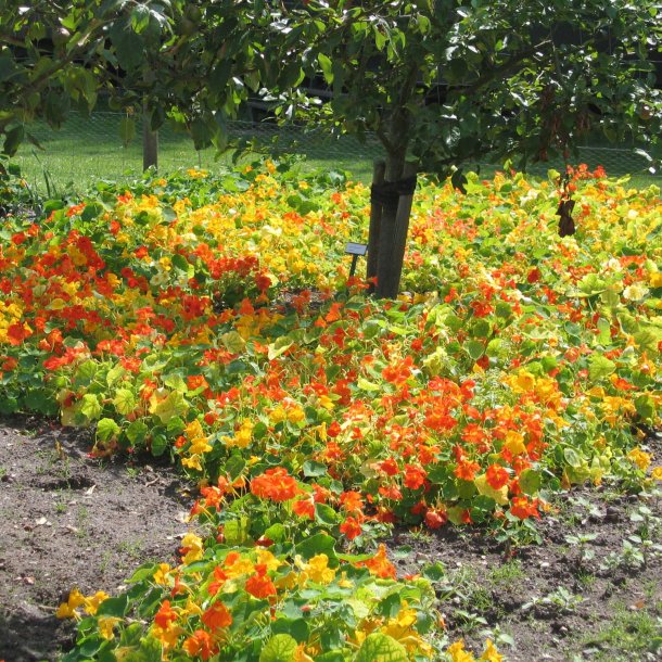 Tallerkensmkker <br>'Mix'<br><i>Tropaeolum majus </i>