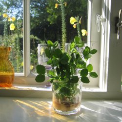 rteskud <br>'Oregon' <br>Storkb <br><i>Pisum sativum var. macrocarpon</i>