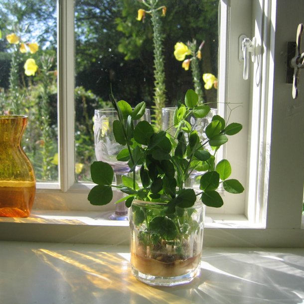 rteskud <br>'Oregon' <br>Storkb <br><i>Pisum sativum var. macrocarpon</i>