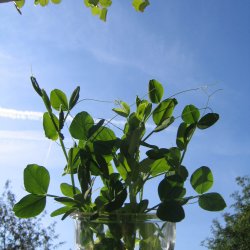 rteskud <br>'Oregon' <br>Storkb <br><i>Pisum sativum var. macrocarpon</i>