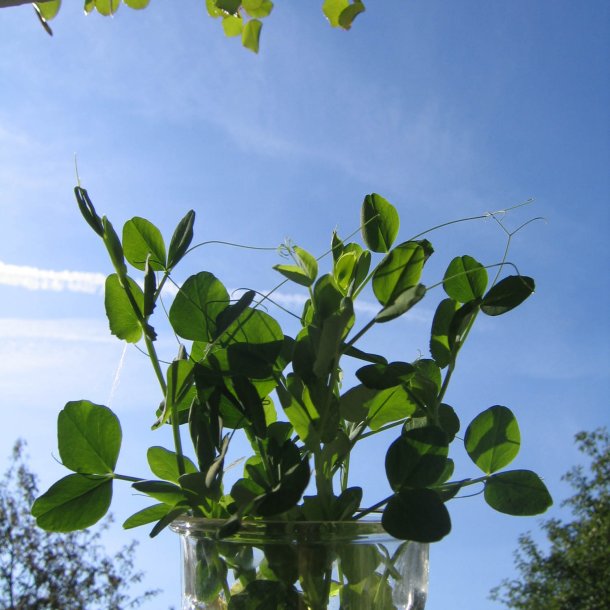 rteskud <br>'Oregon' <br>Storkb <br><i>Pisum sativum var. macrocarpon</i>