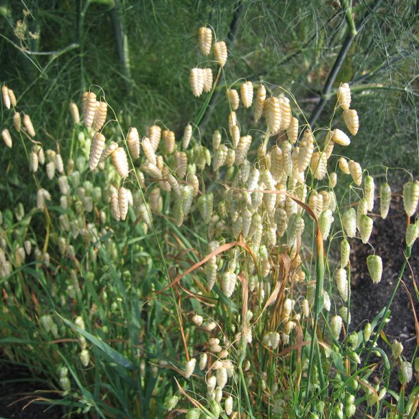 Hjertegrs, <br>Stor <br><i>Briza maxima</i>