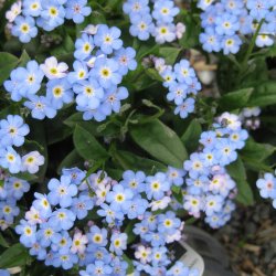 Forglemmigej, <br>Skov- <br>'Victoria Blue'<br><i>Myosotis sylvatica</i><br>