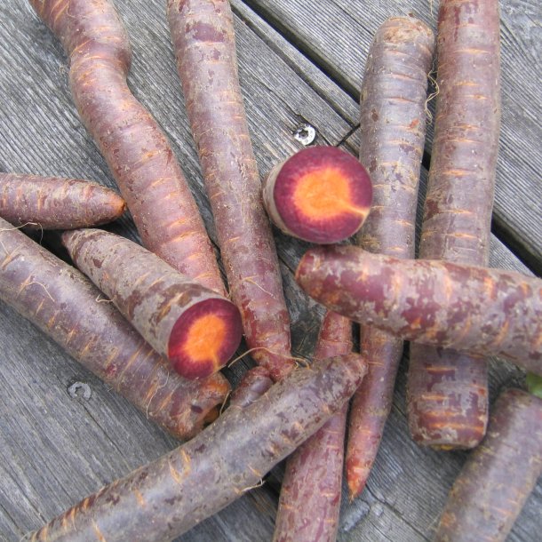 Gulerod <br>'Purple Haze' F1 <br><i>Daucus carota var. sativus</i>