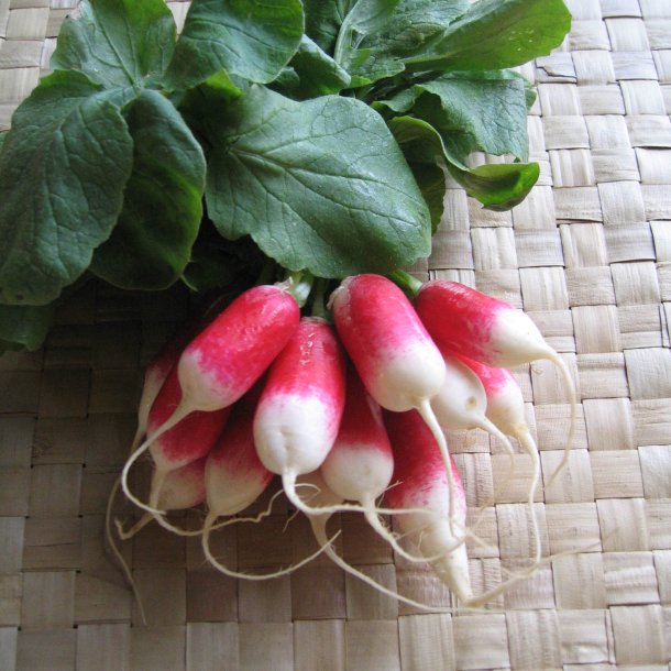 Radise <br>'French Breakfast'<br><i>Raphanus sativus</i>