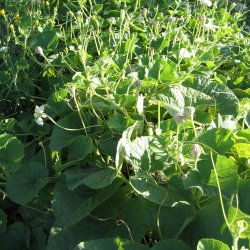 Kalabas, <br>flaskegrskar <br><i>Lagenaria siceraria</i>