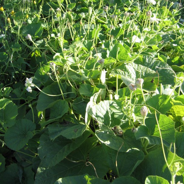 Kalabas, <br>flaskegrskar <br><i>Lagenaria siceraria</i>