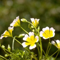 Spejlg <br><i>Limnanthes douglasii</i>