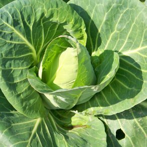 Spidskl <br>'Oxheart' <br><i>Brassica oleracea var. conica</i>