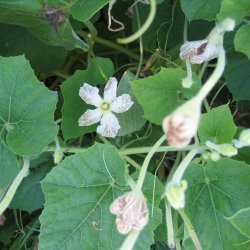 Kalabas, <br>flaskegrskar <br><i>Lagenaria siceraria</i>