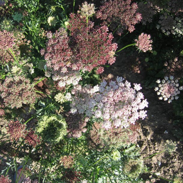 Gulerod, Pryd- <br>Dara' <br>Daucus carota</i>