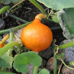 Grskar, Hokkaido- <br>'Uchiki kuri' <br><i>Cucurbita maxima</i>