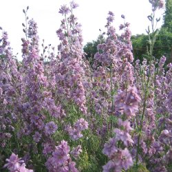 Blomstermix <br>'Kulrte buketter'<br><br>