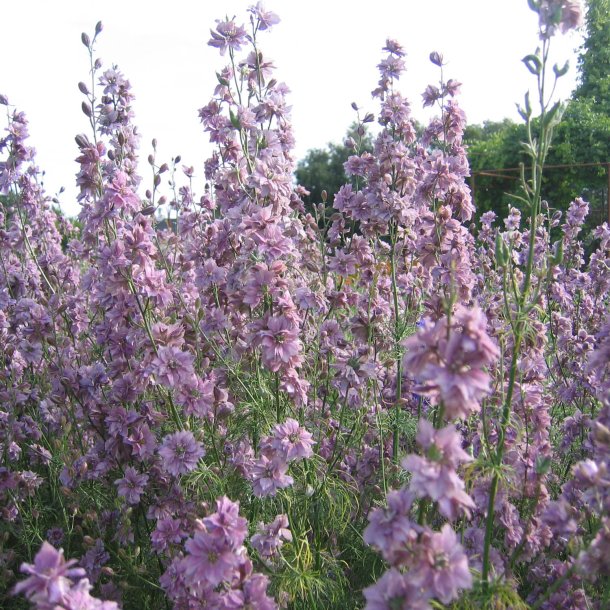 Blomstermix <br>'Kulrte buketter'<br><br>