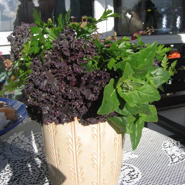 Grnkl, Purpur- <br>'Redbor' F1<br><i>Brassica oleracea var. sabellica</i>