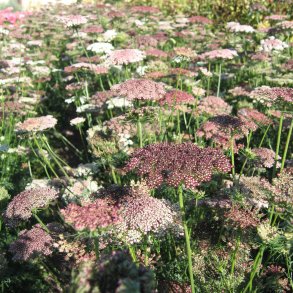 Gulerod, Pryd- <br>Dara' <br>Daucus carota</i>