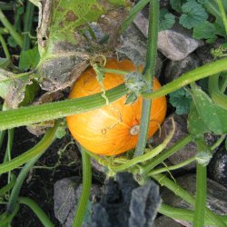 Grskar, Hokkaido- <br>'Uchiki kuri' <br><i>Cucurbita maxima</i>