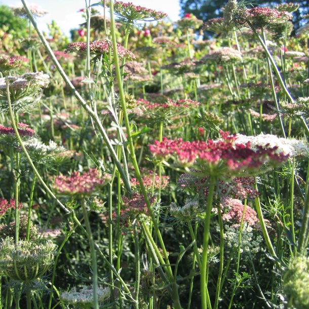 Gulerod, Pryd- <br>Dara' <br>Daucus carota</i>