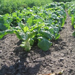 Aspargessalat, celtuce <br><i>Lactuca sativa var. augustana</i>