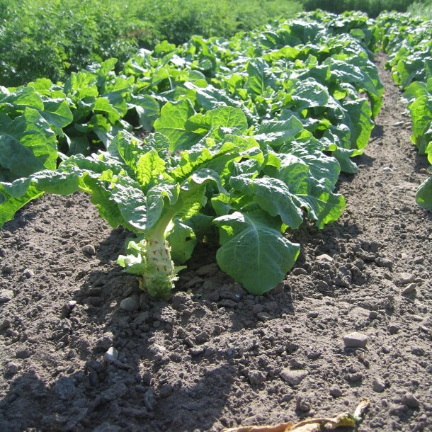 Aspargessalat, celtuce <br><i>Lactuca sativa var. augustana</i>